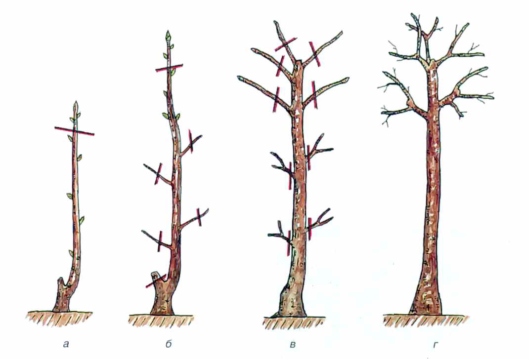 Как сделать штамбы деревьев