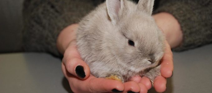 средняя продолжительность жизни кроликов
